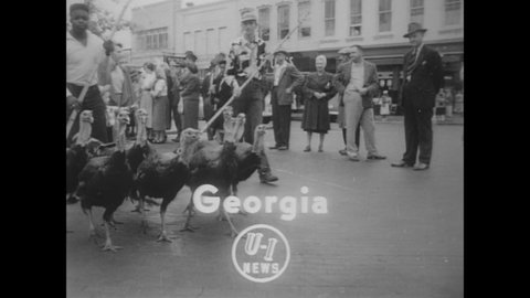 CIRCA 1951 - Turkeys are dressed up in outlandish costumes before they're to be axed and eaten for Thanksgiving.