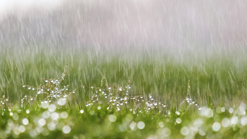 Closeup of rain droplets falling down on green grass in summer. Royalty-Free Stock Footage #1080348962