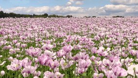 4K video clip of a field of flowers pink poppies blowing in the wind