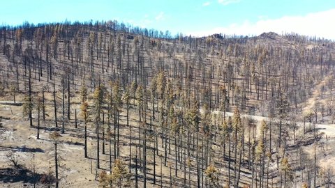 LAKE TAHOE, CALIFORNIA - CIRCA 2021 - Aerial over burnt destroyed forest trees and wilderness destruction of the Caldor Fire.