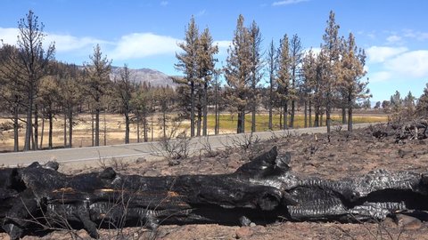 SOUTH LAKE TAHOE, CALIFORNIA - CIRCA 2021 - Pan across fallen trees, ash and burned forests following the destructive Caldor Fire.