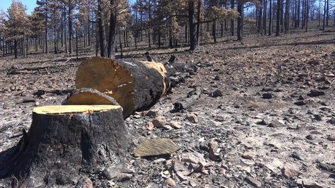 SOUTH LAKE TAHOE, CALIFORNIA - CIRCA 2021 - Tilt up fallen trees, ash and burned forests following the destructive Caldor Fire.