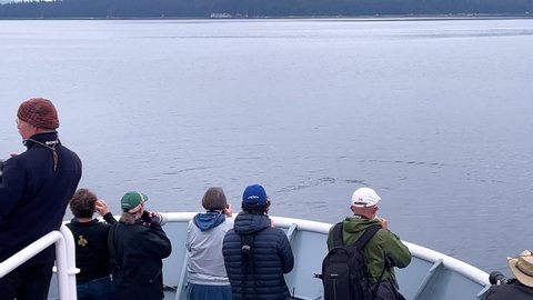 ALASKA - CIRCA 2021 - Tourists photograph humpback whales from their cruise ship in southeast Alaska.