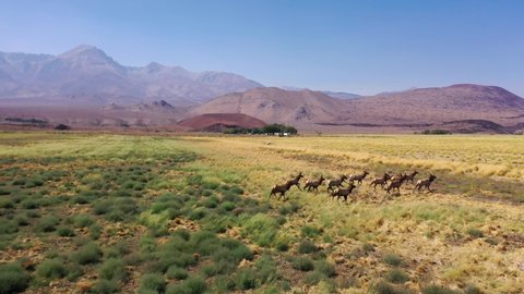 LONE PINE, CALIFORNIA - CIRCA 2020s - Aerial over a beautiful herd of California elk or mule deer running in fields in the Eastern Sierra Nevada.
