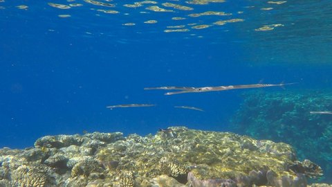 Group of Cornetfish morning hunting over top of the coral reef on the shallow water in the sunshine. Bluespotted Cornetfish (Fistularia commersonii). 4K-60fps.