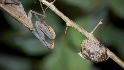 Praying mantis sits on a branch next to a clutch of Ootheca (Oviparity). Transcaucasian Tree Mantis (Hierodula transcaucasica). Close up of mantis insect. Mantis mating. 4K-60fps 