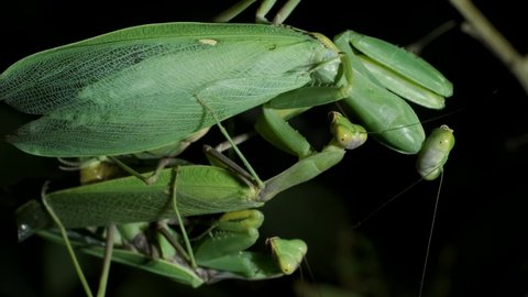 Two male and female Praying mantises copulate. Mantis mating. Transcaucasian Tree Mantis (Hierodula transcaucasica). Extreme close up of mantis insect, 4K-60fps 