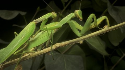 Mating male and female of Praying mantises. Transcaucasian Tree Mantis (Hierodula transcaucasica). Close up of mantis insect. Mantis mating. 4K-60fps