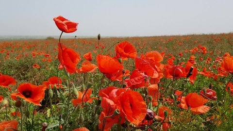 Field of red poppies. Red poppies. Poppies in the wild. Field of wild red poppies