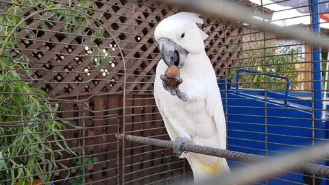 Cockatoo eats a nut. A cockatoo eats a walnut. A cockatoo in a cage eats a walnut
