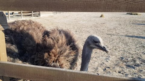 Ostrich farm. Ostriches behind a wooden fence. Ostriches roam freely