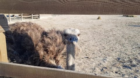 Ostrich farm. Ostriches behind a wooden fence. Ostriches roam freely