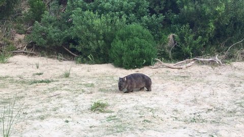 Stunned wombat in Wilson’s Promontory National Park. Forest background. Static shot.