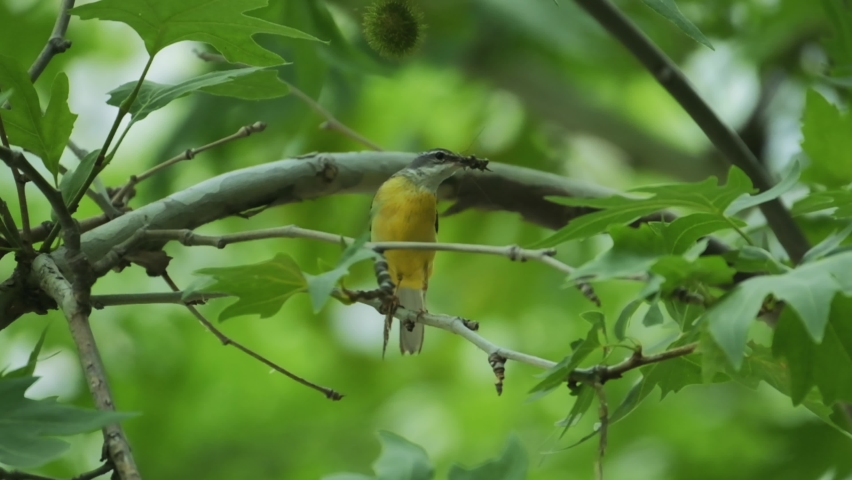 Small yellow water bird standing on branch. green background. 4K.