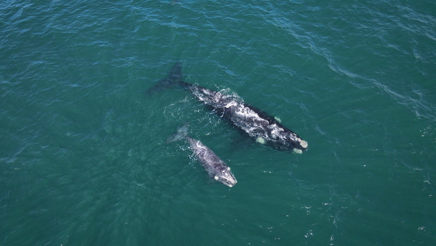 Southern Right whales floating, mom and brindled calf, exhales explosively, aerial Royalty-Free Stock Footage #1080359051