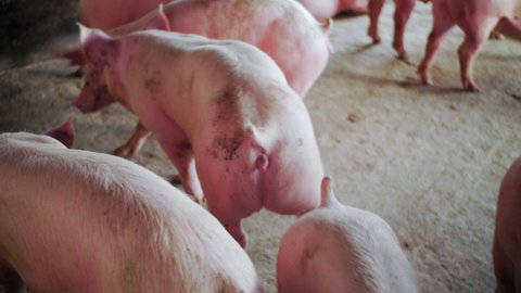 Camera focusing on the posterior side of the pigs inside a swine breeding farm; cute pigs playing with each other in a sty.