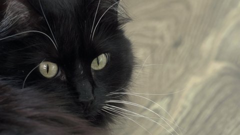 Close up on green eyed black ragdoll house cat turning to look at camera, 4K
