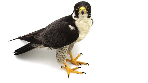 Peregrine Falcon (Falco peregrinus) the fastest animal in the world. 4k on white background