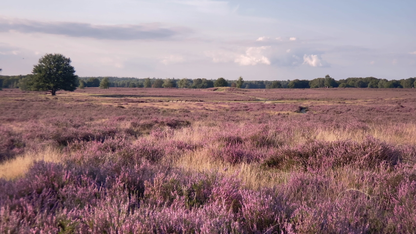 Wide view of a purple heathland in early fall with lush blooming heather under a blue sky. Panorama left to right.