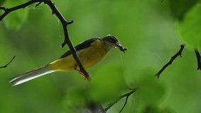 Small yellow water bird standing on branch. green background. 4K.