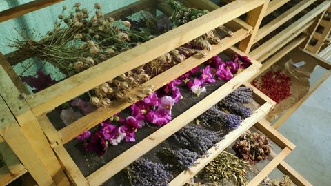medicinal and aromatic plants drying in the drying room. 4K. Slow motion. B Roll.