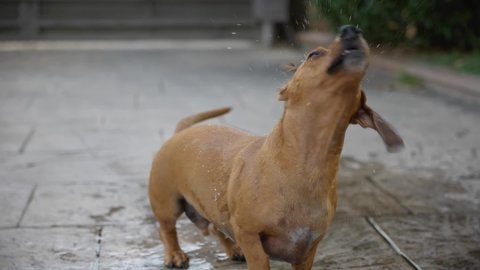 Small wet dachshund sausage dog playful shaking spray water slow motion in garden