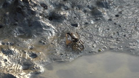 A fiddler crab sipping on minerals while display courtship, waving its claw to attract female partner during mating season on a muddy tidal flat, Gaomei wetlands preservation area, Taichung, Taiwan.