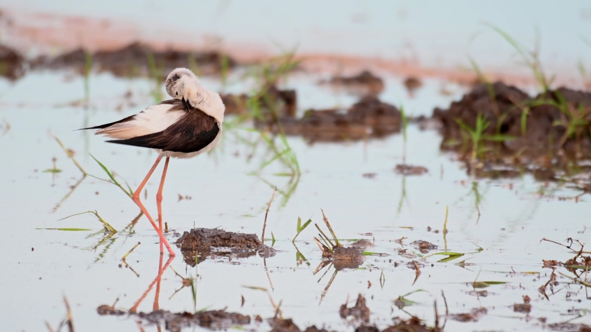 Facing to the right then preens itself rapidly from the right wing to the other side of its body; Black-winged Stilt, Himantopus himantopus, Thailand.
