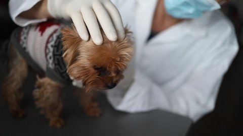 man veterinarian inspects the dog in veterinary clinic medical business love man doctor animal vet pet care examining cute exam health medicine people professional treatment check nurse canine