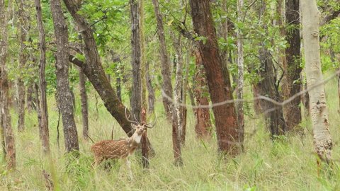 Full shot of Spotted deer or Chital or axis axis rubbing his antlers on the base of the trees in rut season to mark territory and show dominance and intimidate other bucks at forest of central India