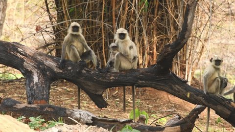 Full or medium shot of Gray or Hanuman langurs or indian langur or monkey alert family coming one by one in frame and climbing on dead tree trunk at bandhavgarh national park madhya pradesh India