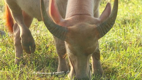 Thai albino buffalo eating grass in the field, countryside Chiangmai  Thailand.