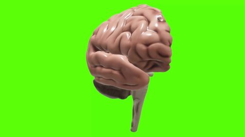 Human brain Anatomical Model 3D glossy brain on green screen. Rotation Human Brain 3D Animation 4K video.