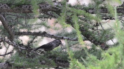  	Spotted Nutcracker eat seeds of Pinus cembra, Nucifraga caryocatactes 