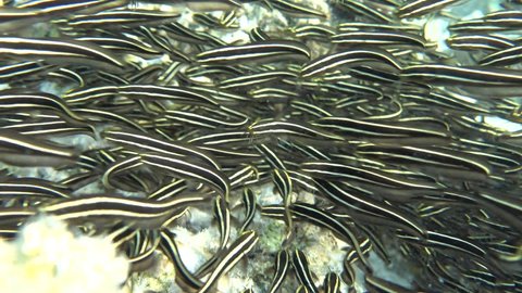 Striped eel catfish (Eng) - Plotosus lineatus (Lat) (family Plotosidae) - grows up to 20 cm.Inhabits shallow reefs (up to 25 m) with a sandy bottom. It feeds on small benthic invertebrates, small fish