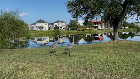 Two Sandhill Cranes walking along a neighborhood lake in Orlando, Florida.