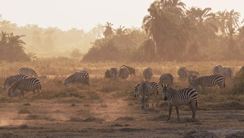 Plains Zebra - Equus quagga formerly Equus burchellii, also common zebra, black and white stripes, herd of zebras in savannah during sunset, dusty and evening sunlight, grazing animals in Kenya. Royalty-Free Stock Footage #1080380906
