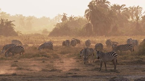 Plains Zebra - Equus quagga formerly Equus burchellii, also common zebra, black and white stripes, herd of zebras in savannah during sunset, dusty and evening sunlight, grazing animals in Kenya.
