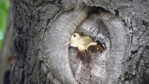 European hornets (Vespa crabro) at nest in a tree with hornets crawling in and out.