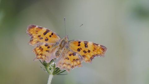 Beautiful orange comma butterfly (Polygonia c-album) with spread wings on thistle flower