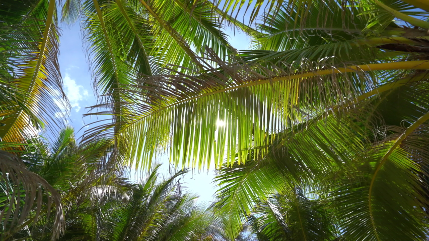 Coconut palm trees bottom view sun shining through branches swaying wind sunny. Leave Summer shot with natural lighting. Driving under palm trees. Looking up Trees POV camera passing sun.  