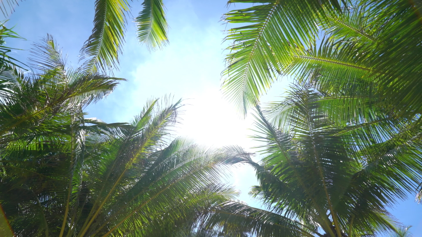 Coconut palm trees bottom view sun shining through branches sunny India. Gimbal camera shot tilt up blue sky walking movement Germany. Camera Looking up coconut trees POV Passing under sunlight. 2022. | Shutterstock HD Video #1080392777