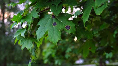 Green Park Maple Tree Leaves with Black Stains Spots from Infection and Cold Starting to Wither during Autumn Season
