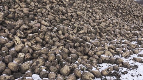 Sugar-beet growing, olericulture. Root crop are harvested before frosts and collected in storage bunch (outdoor bank), Storage is intermediate befor sorting and beet pile bunker