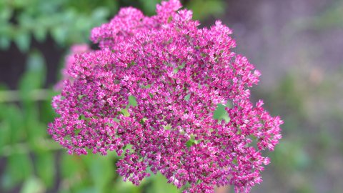 Pink Stonecrop plant in autumn. Close-up video footage, 50p, 10 bit