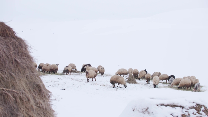 Hay bale and sheep stand on a snow-covered field. 