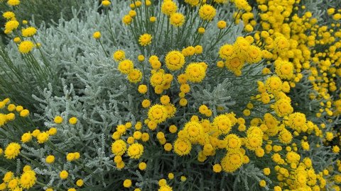 Decorative flowers of yellow tansy on a flower bed.