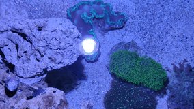 A reef aquarium is a great addition to a home, but not all homeowners have the space to store one. Depending on the boundaries of your home, the only way you might be able to pursue this new hobby is 
