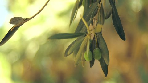 this is video olives on a branch cu. which is captured from closeup shot