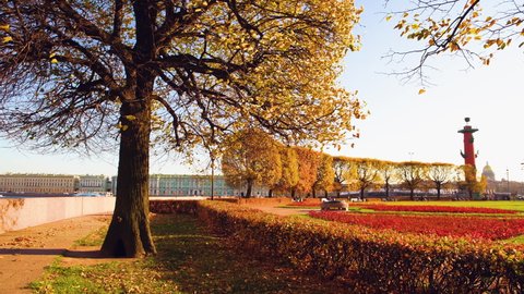 Yellow autumn trees in the park on Spit of Vasilyevsky island in St. Petersburg, Russia. Winter Palace and Rostral columns in the background. Beautiful autumn cityscape.  